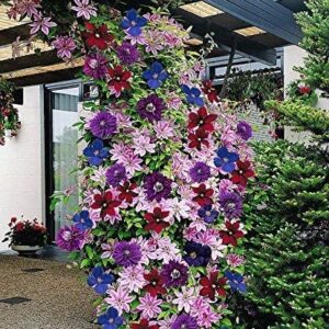 Clematis ~Mixed Colors~ 20Seeds Wonderful Large Blooms 2...